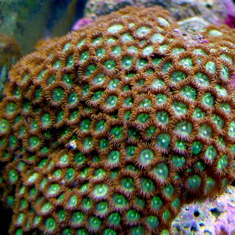 Colony Polyp Saltwater Aquarium Corals For Marine Reef Aquariums