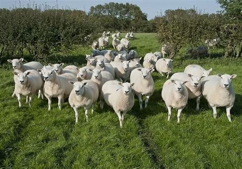 Domestic Sheep Texel Cross Ewes Flock Standing In Pasture