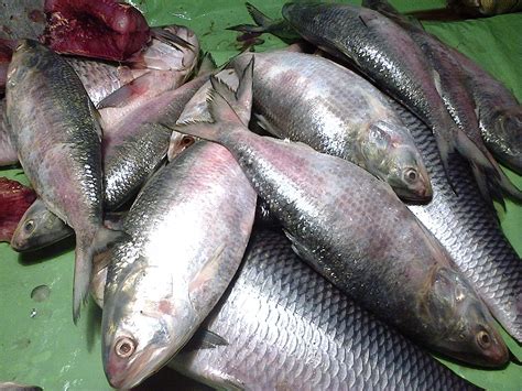 Fishes Like Salmon And Hilsa Can Stall Cancer In Its Tracks