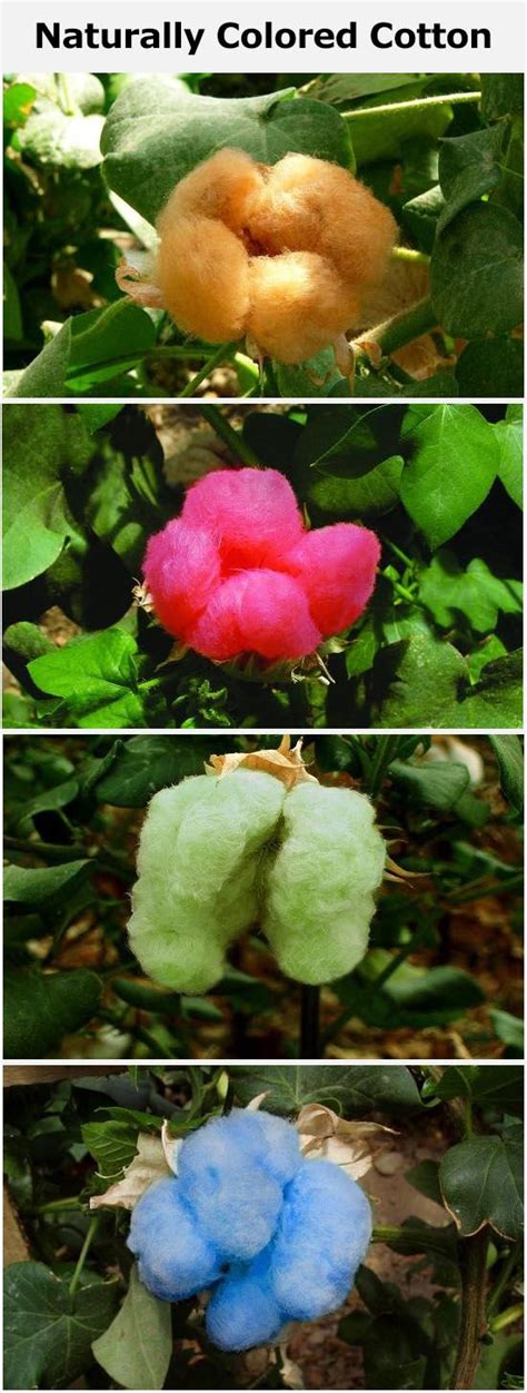 Naturally Colored Cotton Wikipedia