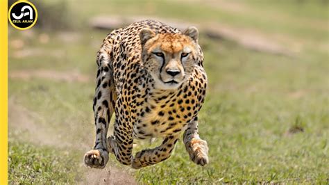 Çita Dünyanın En Hızlı Kara Hayvanı Bir Çitayı Geçemezsiniz Youtube