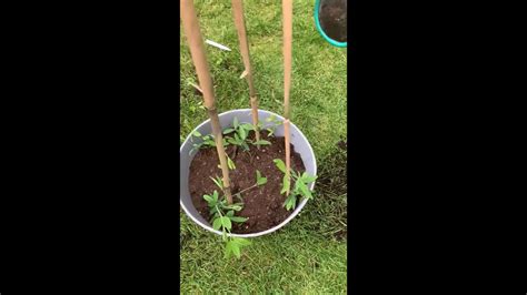 How To Grow Sweet Peas Youtube