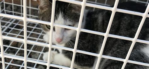 Soccs Assist With The Neutering Of Three Female Cats Soccs