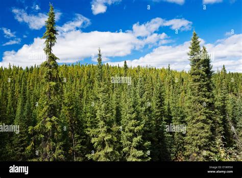 Forest North Of La Ronge Saskatchewan Canada Stock Photo Alamy