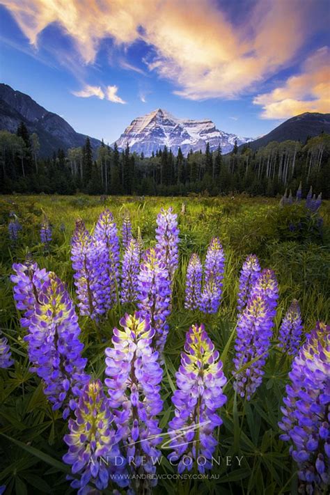 Mt Robson Lupins Canada By Andrew Cooney Beautiful Landscapes