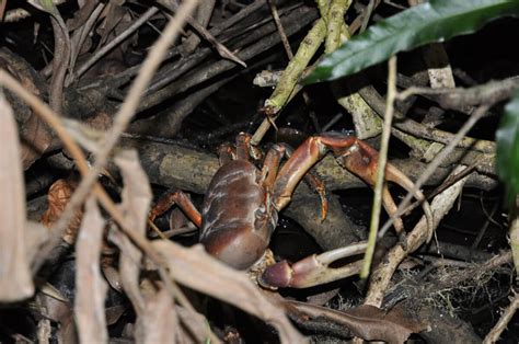 Meet The Worlds Largest Land Arthropod The Coconut Crab