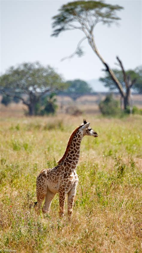 Baby Giraffe In The Serengeti Animals Beautiful Giraffe Pictures