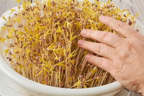 how to grow mung bean sprouts 🥗 james strange