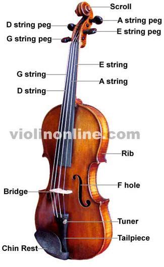 Parts of a violin | Violin, Violin sheet music, Violin teaching