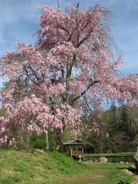 Kwanzan has a slightly wider range of climatic zones than yoshino. Cherry Blossoms | Japanese garden, Weeping cherry tree ...