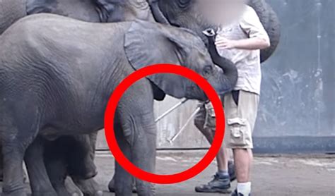 Elephants Forced To Entertain Tourists Through Pain And Fear