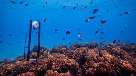 Healthy Coral Sounds Lure Fish Back To Dead Reefs