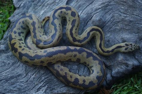 Aussie Reptiles Blonde Spotted Holdbacks