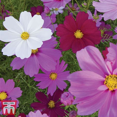 Cosmos Bipinnatus Sensation Mixed Seeds Thompson And Morgan