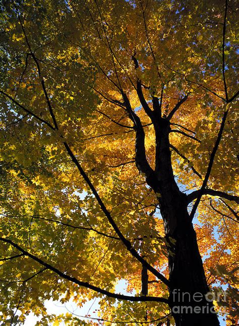 Majestic Autumn Tree Photograph By Mike Nellums Fine Art America