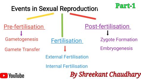 Events In Sexual Reproduction Pre Fertilisation Chapter1 Class 12 Reproduction In