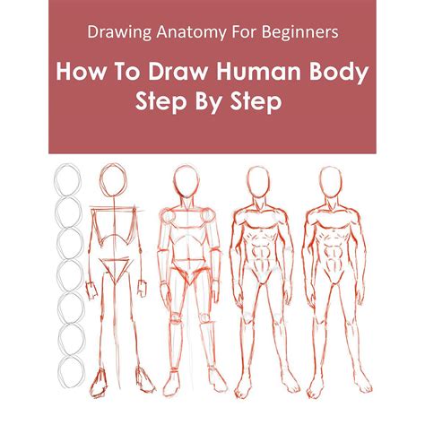 How To Draw Anatomy Step By Step