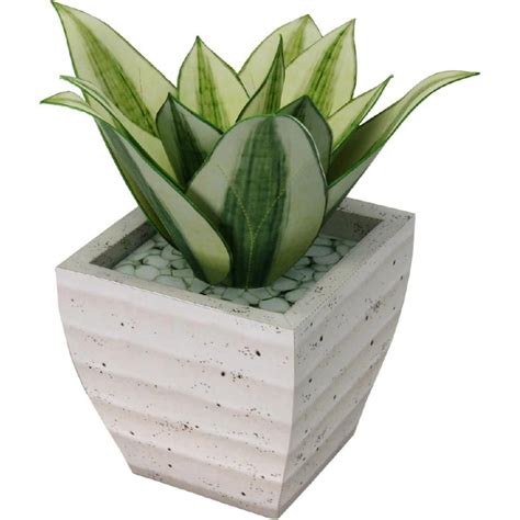 If you're still haven't solved the crossword clue ornamental plant pot then why not search our database by the letters you have already! Ornamental plant : Sansevieria "Golden Hahnii",Decorative ...