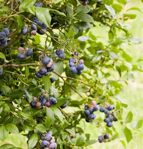 Vaccinium Corymbosum Sunshine Blue