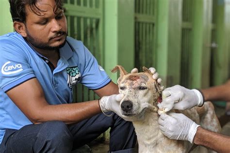 Home Treating Injured Animals In Rajasthan Tolfa Uk