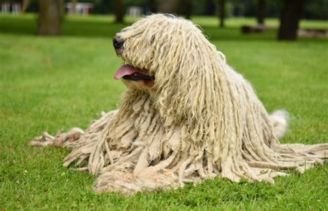 4 Long Haired Dog Breeds You Should Know About Sunnydays Pets