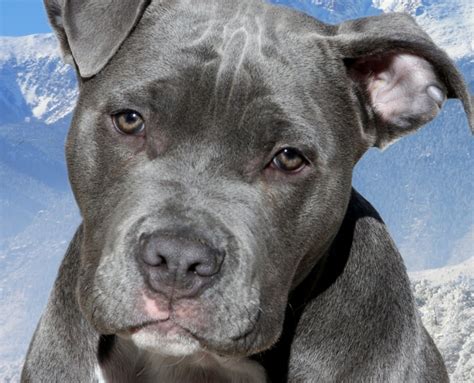 14 Insanely Cute Pics Of Blue Nose Pits