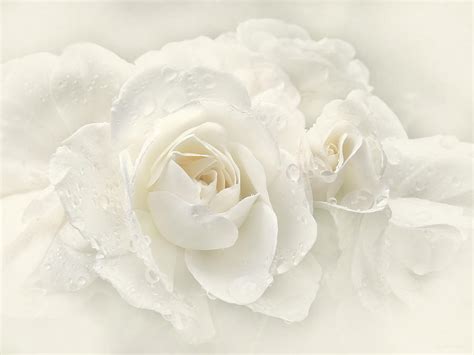 Wedding Day White Roses Photograph By Jennie Marie Schell Fine Art