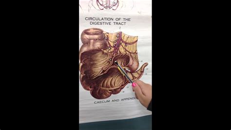 Cecum And Appendix Anatomy Ap2 Youtube