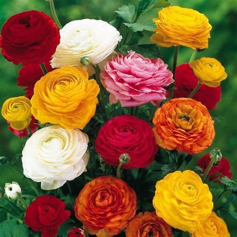 I fiori, che si presentano raccolti in racemi, sono color crema e generalmente sbocciano nel mese di giugno. Ranuncolo - Ranunculus asiaticus - Bulbi - Coltivare il ...