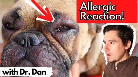 Dog Allergic Reaction Youtube