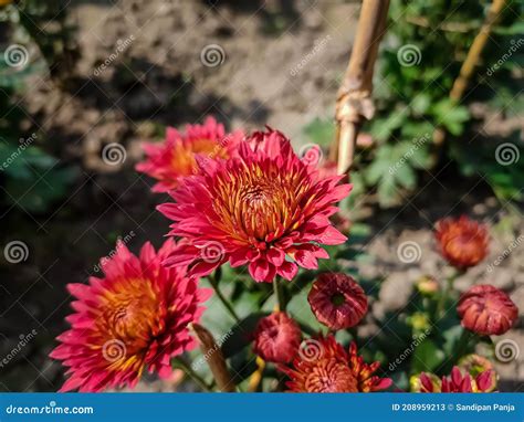 Chrysanthemums Sometimes Called Mums Or Chrysanths Are Flowering Plants