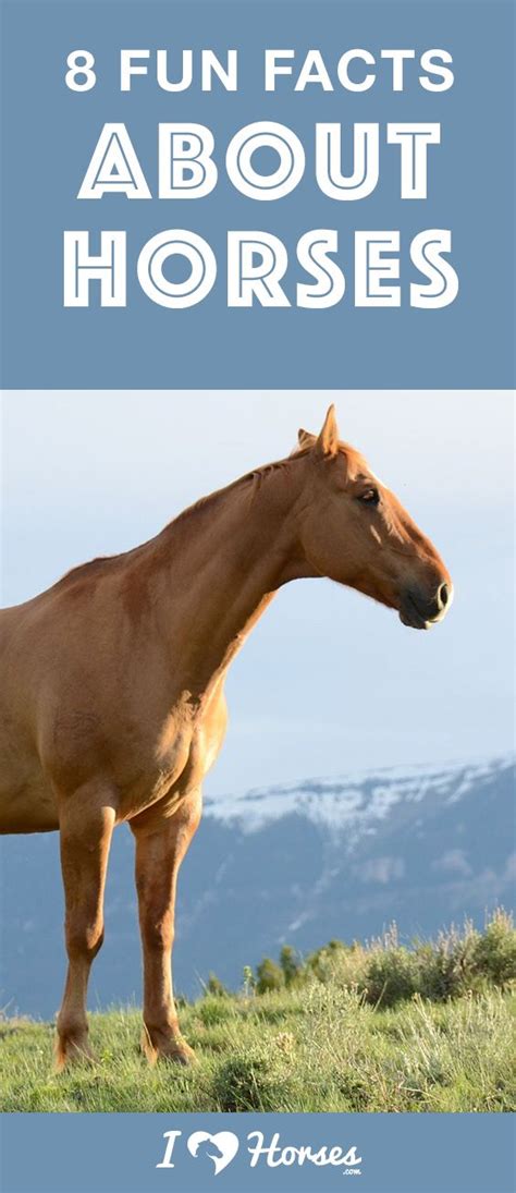8 Fun Facts About Horses Artofit