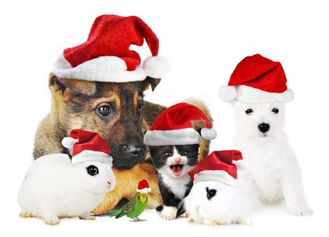 Happy Holidays Vet N Pet Direct Blog