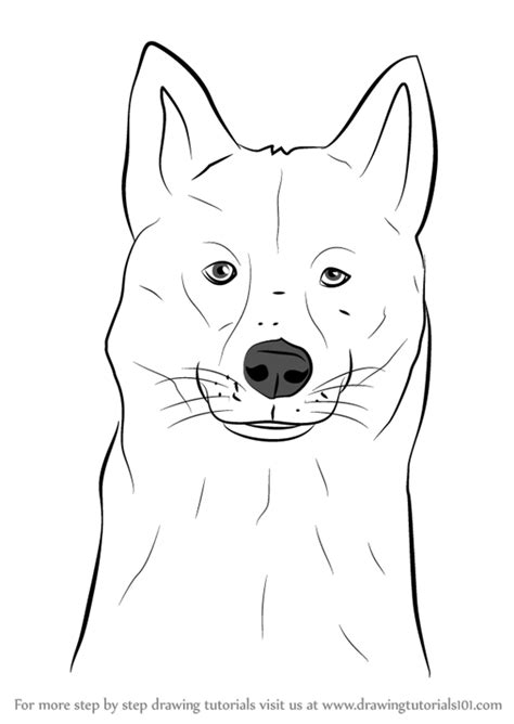 They don't have to be perfect. Learn How to Draw a Siberian Husky Dog Head (Dogs) Step by ...