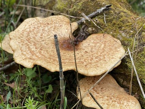 Morel Mushrooms Are Not The Only Ohio Edible Mushroom
