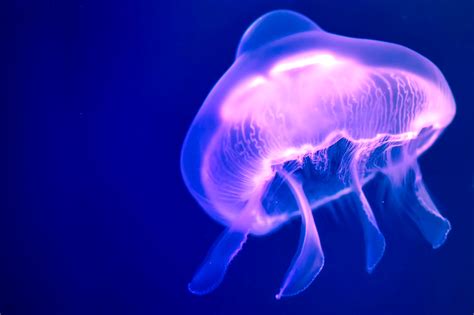 Meet The Jellyfish Of The Gulf Of Mexico 30a