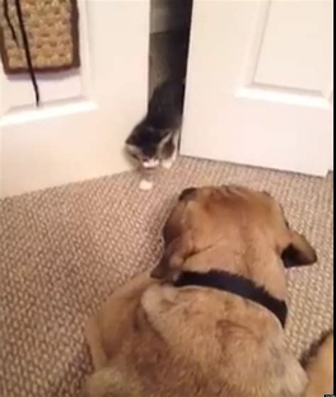 Kitten Scares Big Dog Video Huffpost