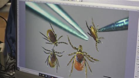 Number Of Deer Ticks On The Rise In Maine