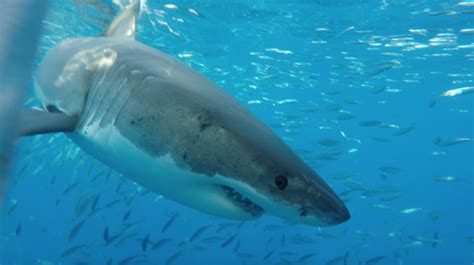 A mabul island vacation package makes it a breeze to create the ideal trip. Shark Week 2019 Cage Diving Packages at Guadalupe Island