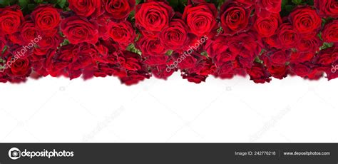 Bouquet Dark Red Roses Wide Banner Isolated White Background — Stock
