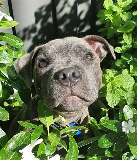 Pin On Pittie Bulls