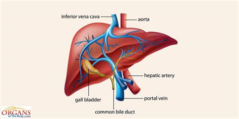 Learn about its function, parts, location on the body, and conditions that affect the liver, as well as. We Have the Sanction of the Word of God For The Use of ...