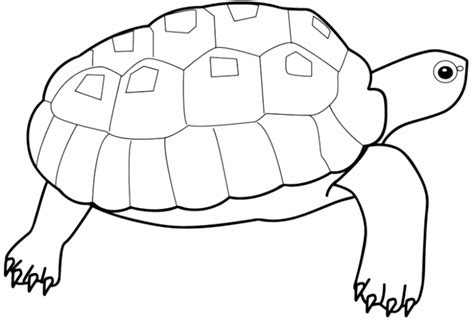 Print And Download Turtle Coloring Pages As The Educational Tool