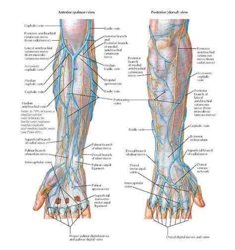 Cutaneous Nerves And Superficial Veins Of Forearm And Hand Anatomy Anterior Palmar View