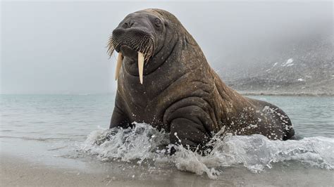 Walrus Photography National Geographic