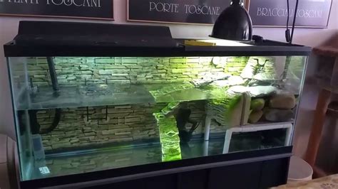 My Pretty 55 Gallon Turtle Tank Youtube
