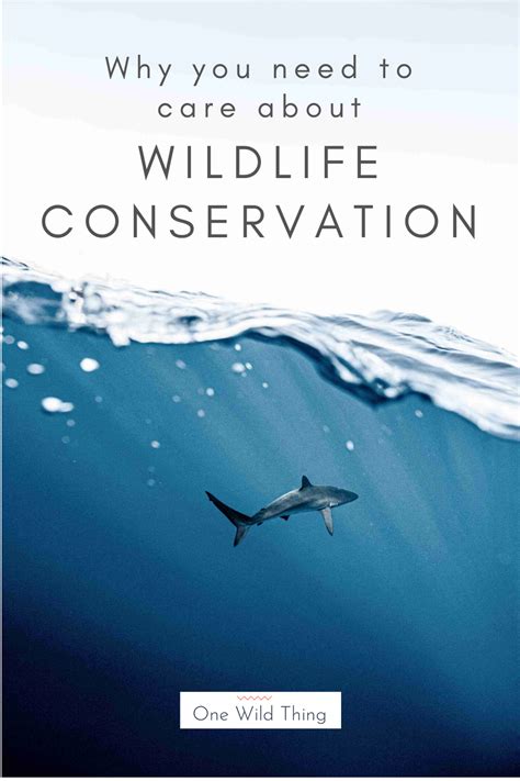 Why You Need To Care About Wildlife Conservation What Is Wildlife