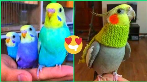 Baby Animals 🔴 Funny Parrots And Cute Birds Compilation 2020 Loros