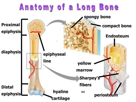 Ppt Skeletal System Powerpoint Presentation Free Download Id7021192