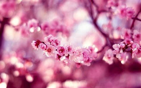 Hd Wallpaper Bokeh Cherry Flowers Macro Photo Pink Sakura